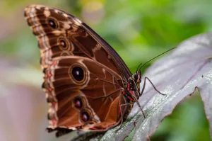 A red brown butterfly sits on a leaf