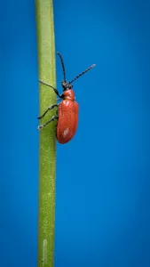 Climbing Red Beetle up green flower stem