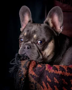 French Bulldog Portrait