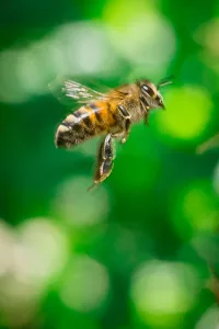 A Flying Bee Side Profile Close Up