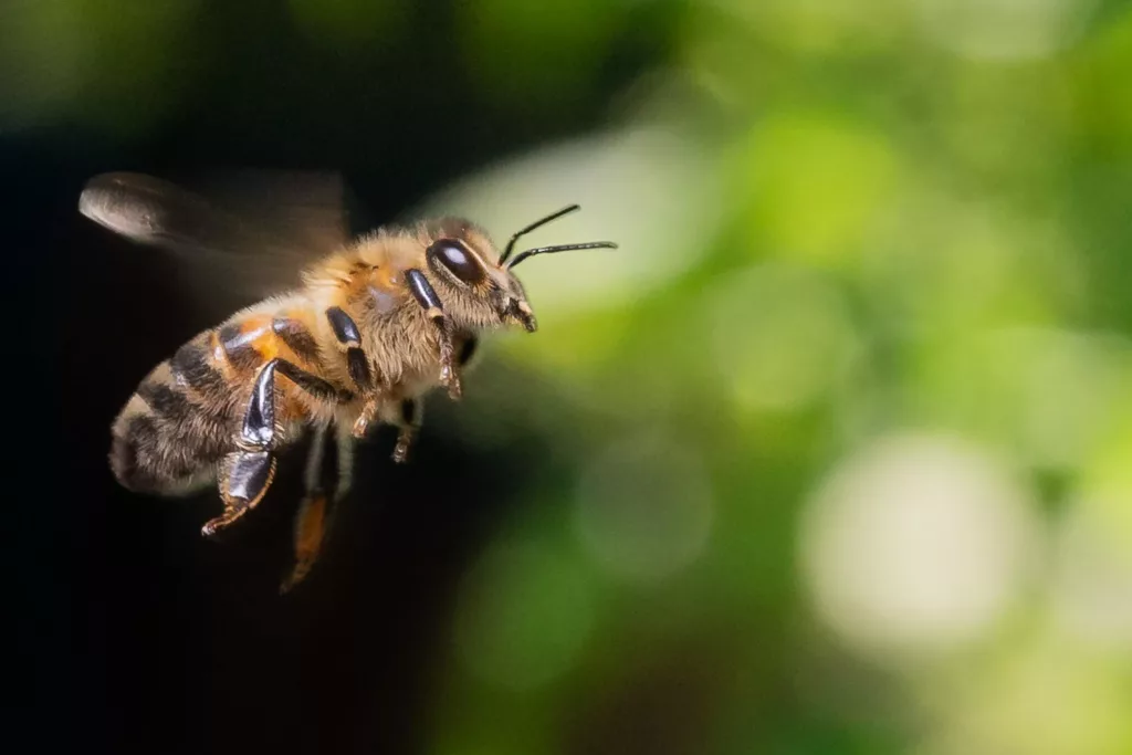 A Honey Bee Flying Toward A Green Background