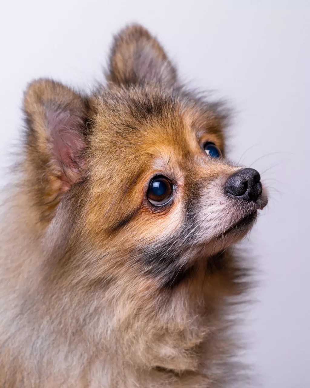 Dog Portrait