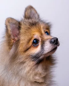 Dog Portrait
