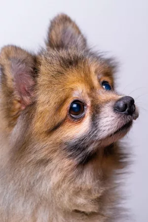 Dog Portrait