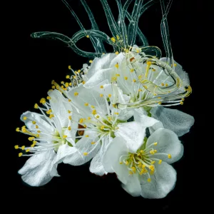 Honey Drizzled Over A Cherry Blossom Flower