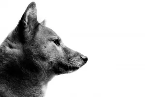 Shiba Inu Side Profile Portrait On White Background