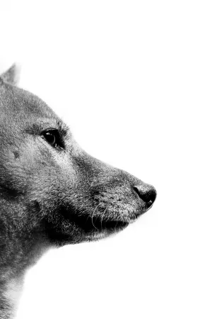 Dogs Portrait Photography