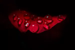 Red Petals In A Lip Shape With Water Droplets On Them