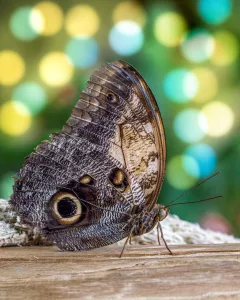 Macro Photograph Of Butterfly With Bokeh Lights