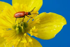 Red Lily Beetle Walks Along A Yellow Flower