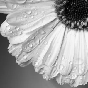 Water Droplets on a black and white Flower