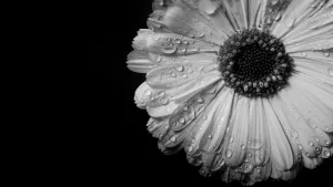 Flower with water droplet on black background