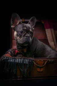 French Bulldog Sat Inside Suitcase Posing