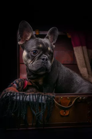 French Bulldog Sat Inside Suitcase Posing