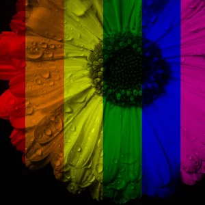 Flower Close Up With Opaque Rainbow Flag Imprinted Over