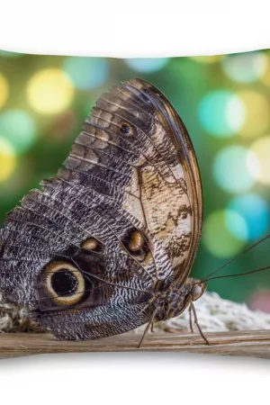 Butterfly | Premium Cushion